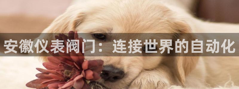 新宝gg客户端下载
