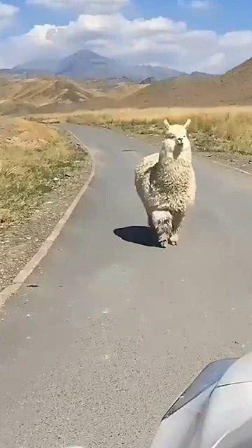 从远处来,探寻异域风情的奥秘