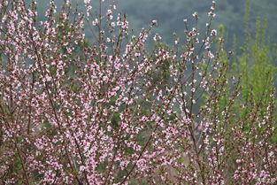 满堂春花为谁结,探寻花语背后的情感密码
