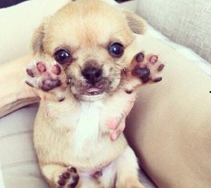 我的失忆小奶狗,失忆小奶狗的甜蜜救赎之旅