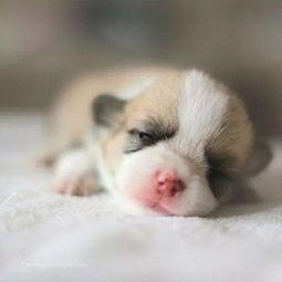 我的失忆小奶狗,失忆小奶狗的甜蜜救赎之旅