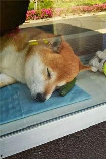 狗一样可爱的老板,揭秘职场中的温暖力量