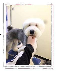 狗一样可爱的老板,揭秘职场中的温暖力量