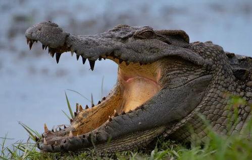 恐龙鳄鱼,远古巨兽的进化传奇